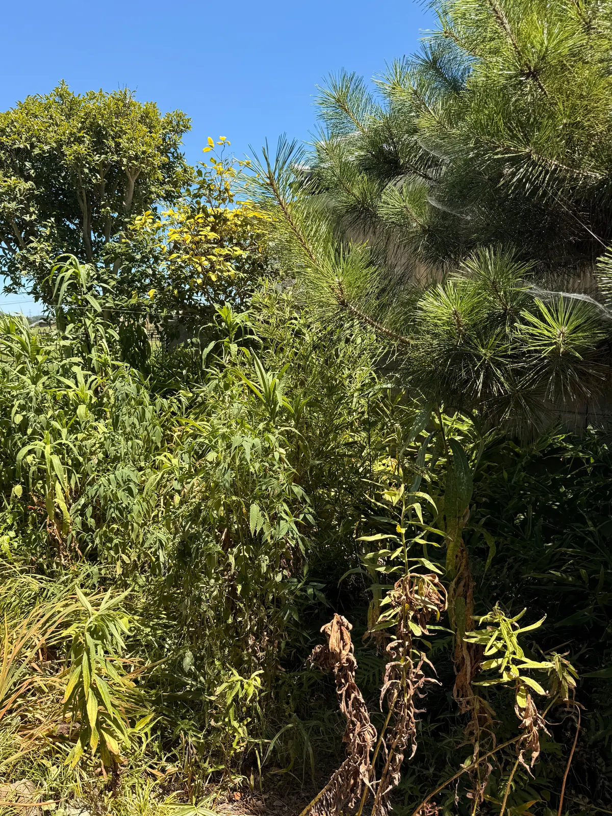 腰の高さほどまで草木が伸びた夏の実家の庭